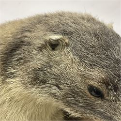 Taxidermy: Alpine Marmot (Marmota marmota), full adult mount stood upon a wooden base, H29cm 