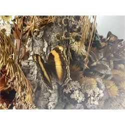 Entomology: 20th century cased moth and butterfly diorama, including Godart morpho, Chrysiridia rhipheus, Cathosia biblis, Appias lyncida, Hamadryas and others arranged amongst dried flowers and grasses, enclosed in a glass five sided terrarium display case with a wooden base, L43cm D43cm H49cm 