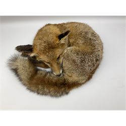 Taxidermy: Fireside red fox (Vulpes vulpes), a full mount adult fox in recumbent position, L44cm. 