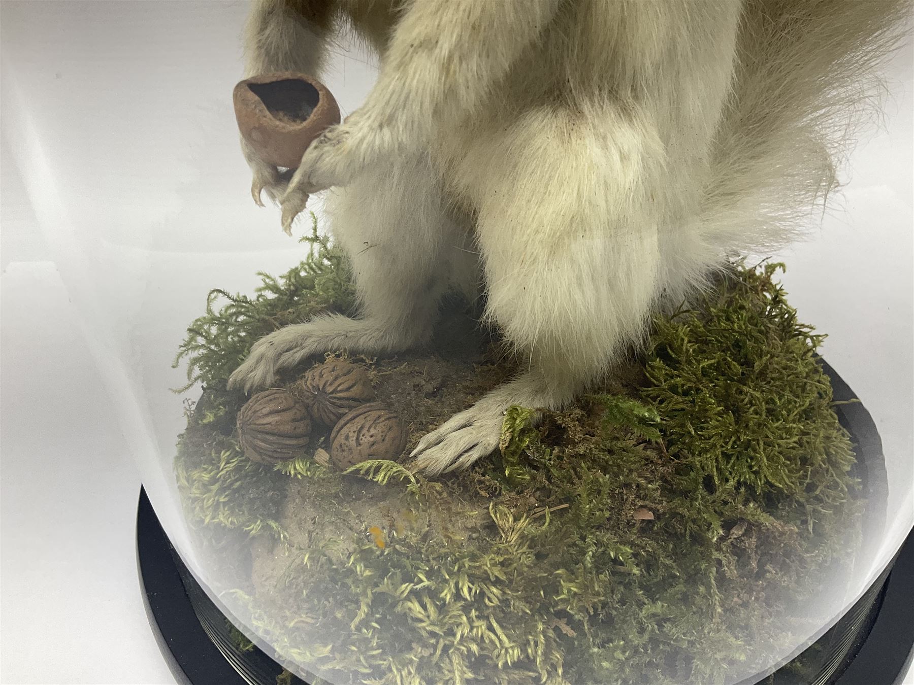 Taxidermy: Victorian albino Squirrel (Sciurus vulgaris), full mount adult, holding a hazelnut, upon naturalistic ground, enclosed beneath later glass dome with ebonised base, H32cm