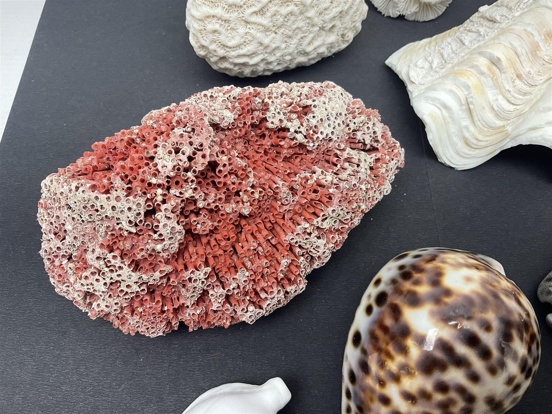 Conchology: collection of dried coral specimens together with a large collection of shells including cowrie shell, etc 