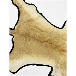 Taxidermy: African Lioness (Panthera Leo), full lioness skin and head mount, with black felt backing, L279cm