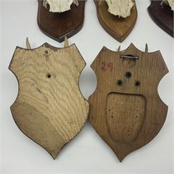 Antlers/Horns: Roe Deer (Capreolus capreolus) ten pairs of roe deer antlers mounted upon wooden shields, shield H19cm 