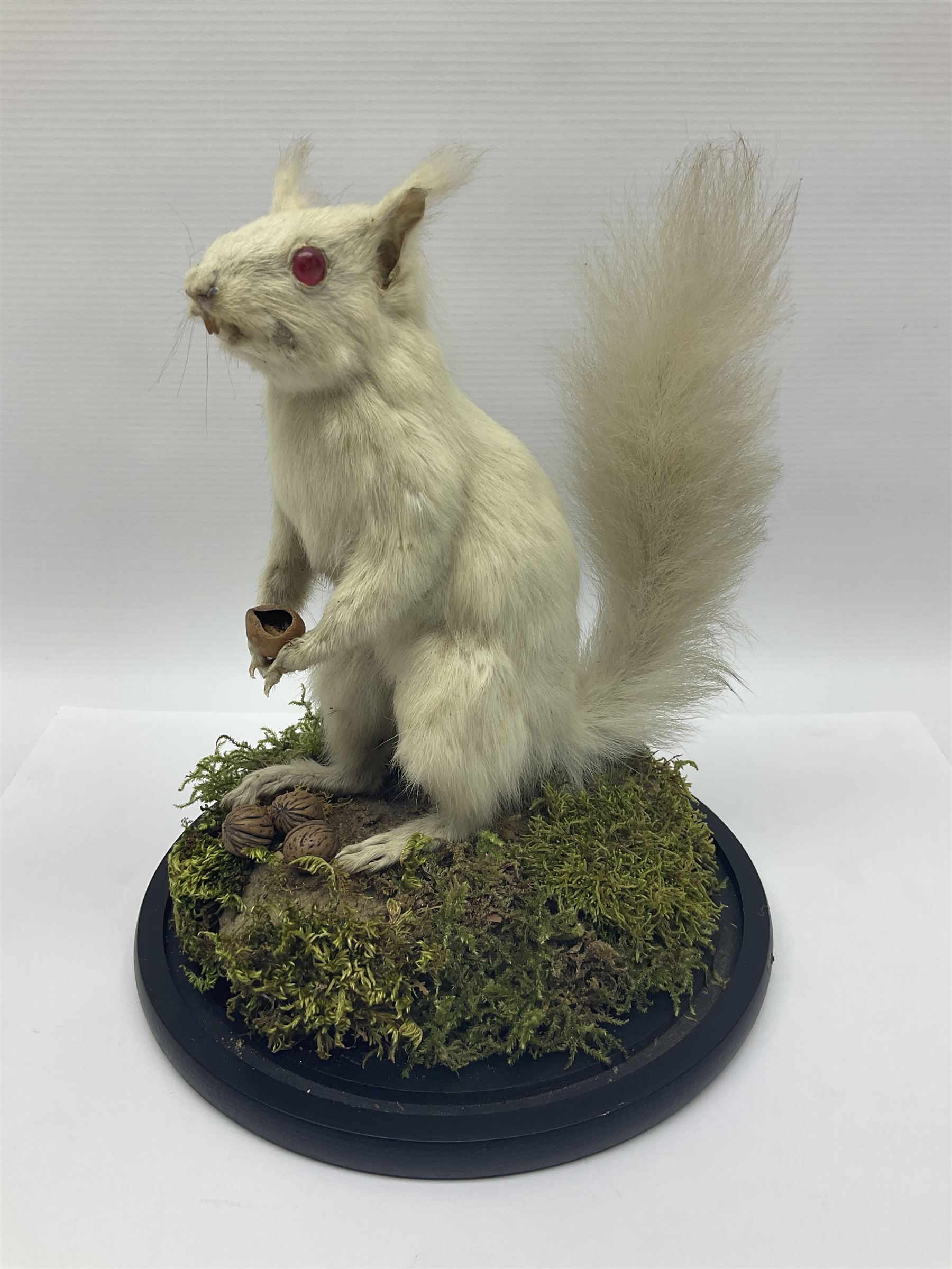 Taxidermy: Victorian albino Squirrel (Sciurus vulgaris), full mount adult, holding a hazelnut, upon naturalistic ground, enclosed beneath later glass dome with ebonised base, H32cm