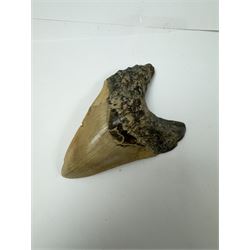 Large Megalodon (Otodus Megalodon) tooth fossil, with fine serrations, age; Miocene period location; Java, Indonisia, H13cm, W9cm 
Notes; Believed to have grown as large as 18 metres, the Megalodon was the largest shark and one of the most dominant marine predators ever to have existed. It roamed the ancient seas for around 20 million years until their extinction around 3.6 million years ago. Megalodon teeth vary in colour and ton. influenced and coloured over the millennia by the conditions in which they are preserved