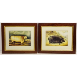  Prize Bull and Prize Sow, two 20th century colour prints in oak frames overall 54cm x 66.5cm (2)  