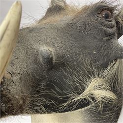 Taxidermy: A Common Warthog (Phacochoerus africanus), a large adult head mount looking straight ahead, D50cm