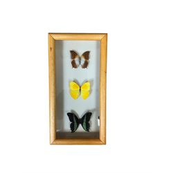 Entomology; Framed collection of twelve butterflies from Singapore, including Vindula erota, Danus melaneus, Pachliopta etc, together with another framed collection of three butterflies