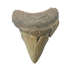 Megalodon (Otodus megalodon) tooth fossil, age; Miocene period, H6cm, W6cm