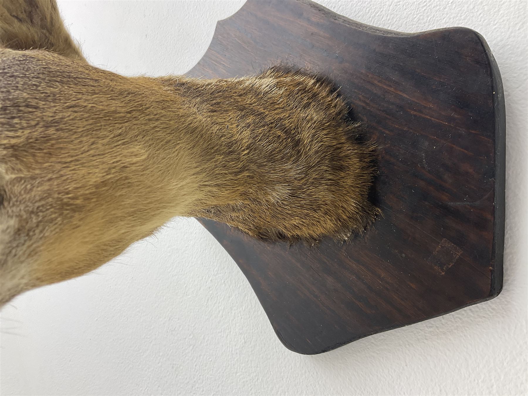 Taxidermy; Roe Deer (Capreolus capreolus), adult Roebuck neck mount looking straight ahead, mounted upon an oak shaped shield, together with a pair of Roe Deer antlers, with partial skull