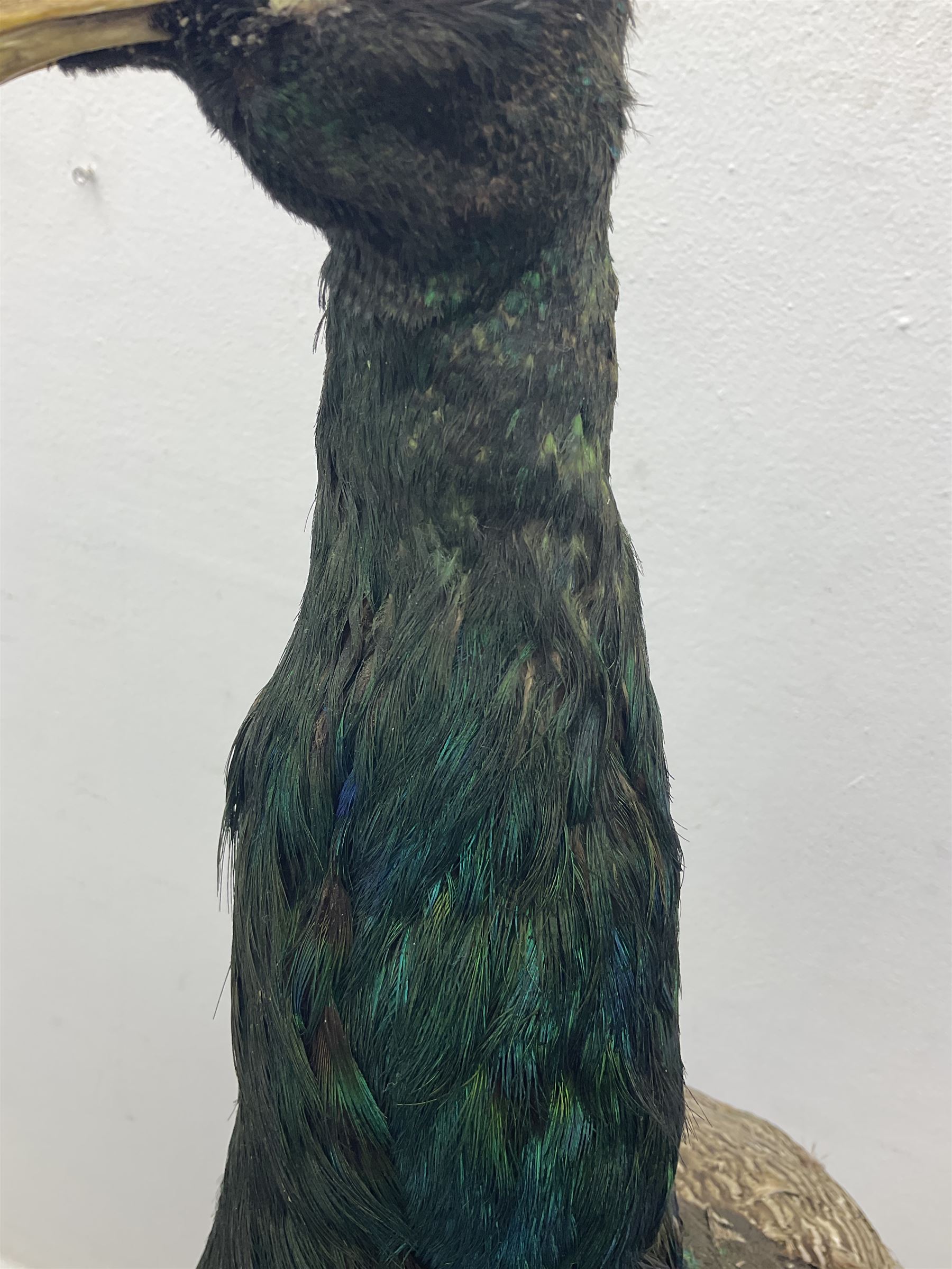 Taxidermy: Indian Peacock (Pavo cristatus), full mount adult cock bird facing forward, with tail hanging below, mounted upon an ebonised plinth, H140cm