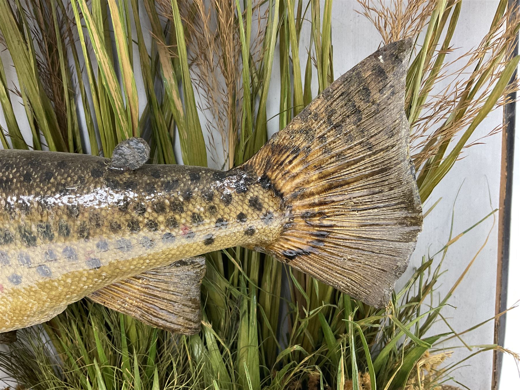 Taxidermy: Brown trout (Salmo trutta), preserved by John Cooper & Sons, 28 Radnor Street, St Luke's, London, skin mount set above a pebbled river bed with reeds and grasses, set against blue painted back drop, inscription to the back drop 'Trout caught by Rev R.S. Ricketts at Kirkham Bridge July 1st 1890, artificial fly, weight 1.5lb', L50cm H26cm 