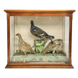 Taxidermy: Cased bird diorama, pair of Red Grouse (Lagopus Lagopus Scotica) and Black Grouse (Lyrurus tetrix), all full adult mount, with enclosed within a large three panel glass display case, H70cm, L80cm