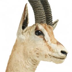 Taxidermy - Northern Grants Gazelle (Nanger notata), adult male shoulder mount looking straight ahead, H106cm