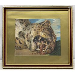Continental School (20th Century): Leopard's Head, pastel unsigned 31cm x 37cm 