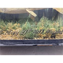 Taxidermy: Brown trout (Salmo trutta), skin mount set above a pebbled river bed with reeds and ferns, against blue painted back drop, enclosed within an ebonised bow-front display case, with 'Costa Beck May 27th 1911, Weight 2 1/2lbs', inscribed to the glass, H34cm, L58cm 