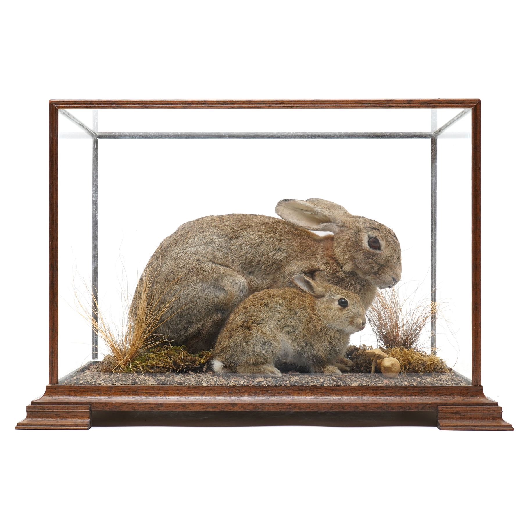 Taxidermy - Cased Rabbits (Oryctolagus cuniculus) | Taxidermy ...