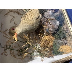 Taxidermy: Victorian cased Water Rail in naturalistic setting standing upon a rocky section and detailed with lichen, grasses and other fauna, encased within an ebonised single pane display case, H33cm L33cm D16cm 