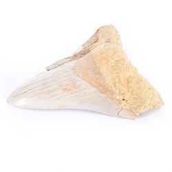 Megalodon (Otodus Megalodon) tooth fossil, with fine serrations, age; Miocene period location; Java, Indonisia, H9cm, W7cm 
Notes; Believed to have grown as large as 18 metres, the Megalodon was the largest shark and one of the most dominant marine predators ever to have existed. It roamed the ancient seas for around 20 million years until their extinction around 3.6 million years ago. Megalodon teeth vary in colour and ton. influenced and coloured over the millennia by the conditions in which they are preserved