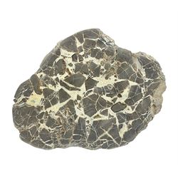 Septarian slice, polished, with a calcite centre and argonite/siderite lines within limest...