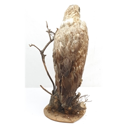 Taxidermy: White-Tailed Sea Eagle (Haliaeetus albicilla), circa 1900-1920, full mount on open display standing atop a branch work base, H68cm