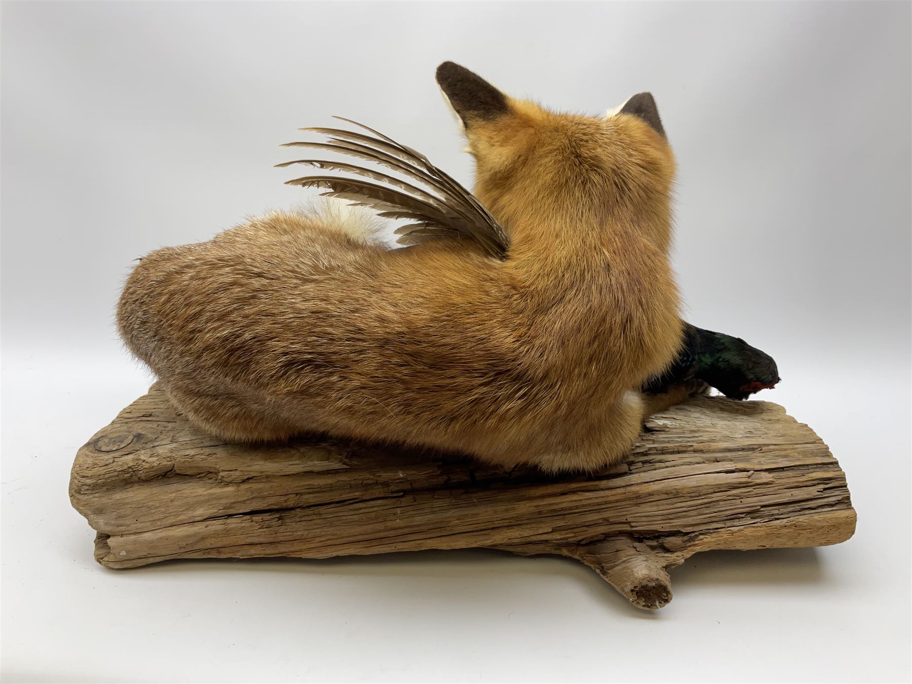 Taxidermy: Red Fox (Vulpes vulpes) with cock pheasant (Phasianus colchicus), open display upon tree mount detailed with moss, mount L64cm  