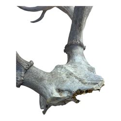Antlers/Horns; two pair of Red Deer (Cervus elaphus) antlers upon partial skulls