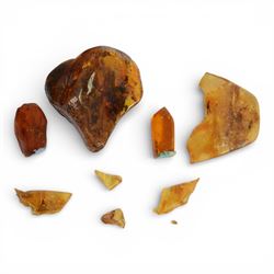 Amber specimen, containing insects, age Eocene period, location Baltic Coast Falster Denma...