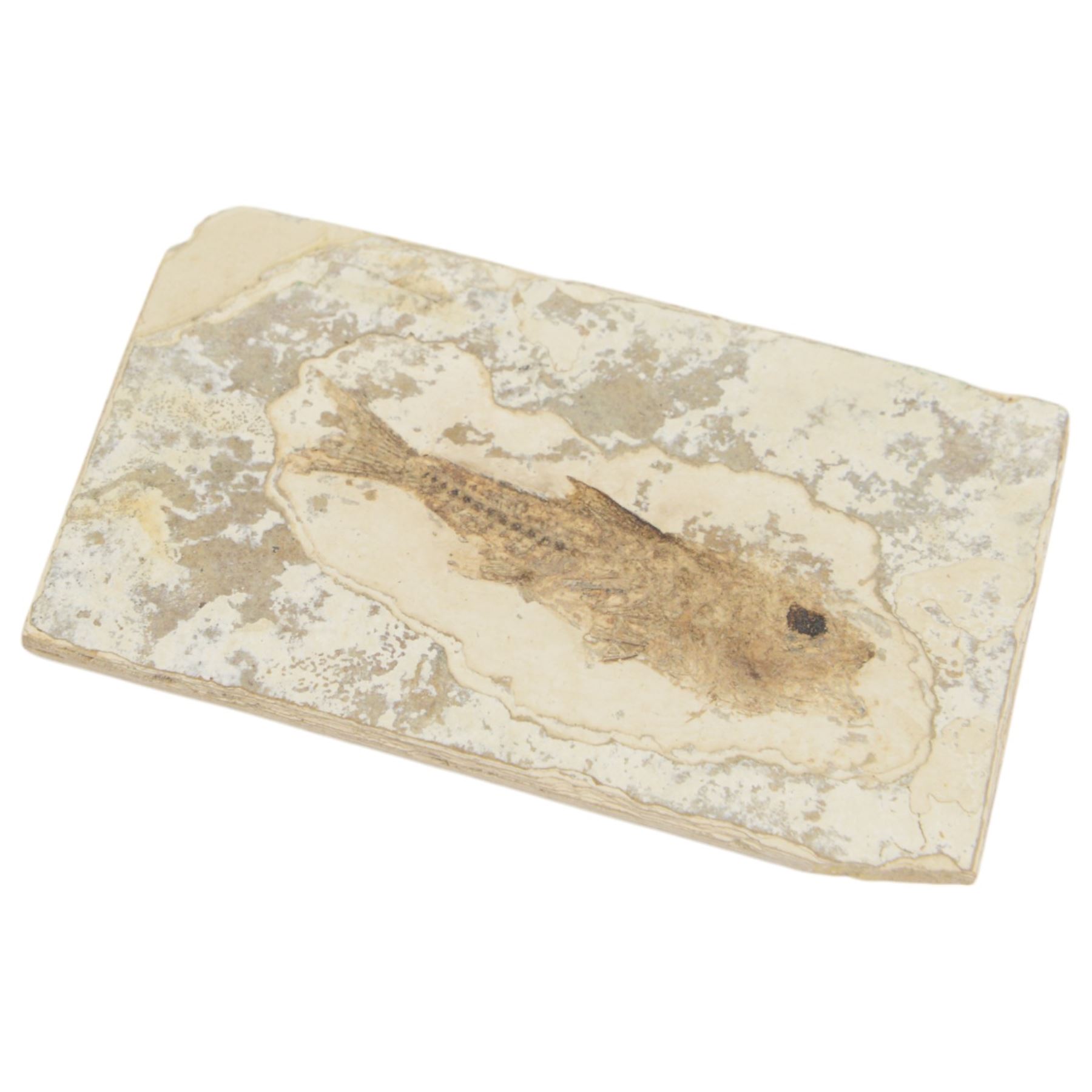 Ammonite cluster, together with Dendrite plaque, green river fossilised fish and other natural science specimens  