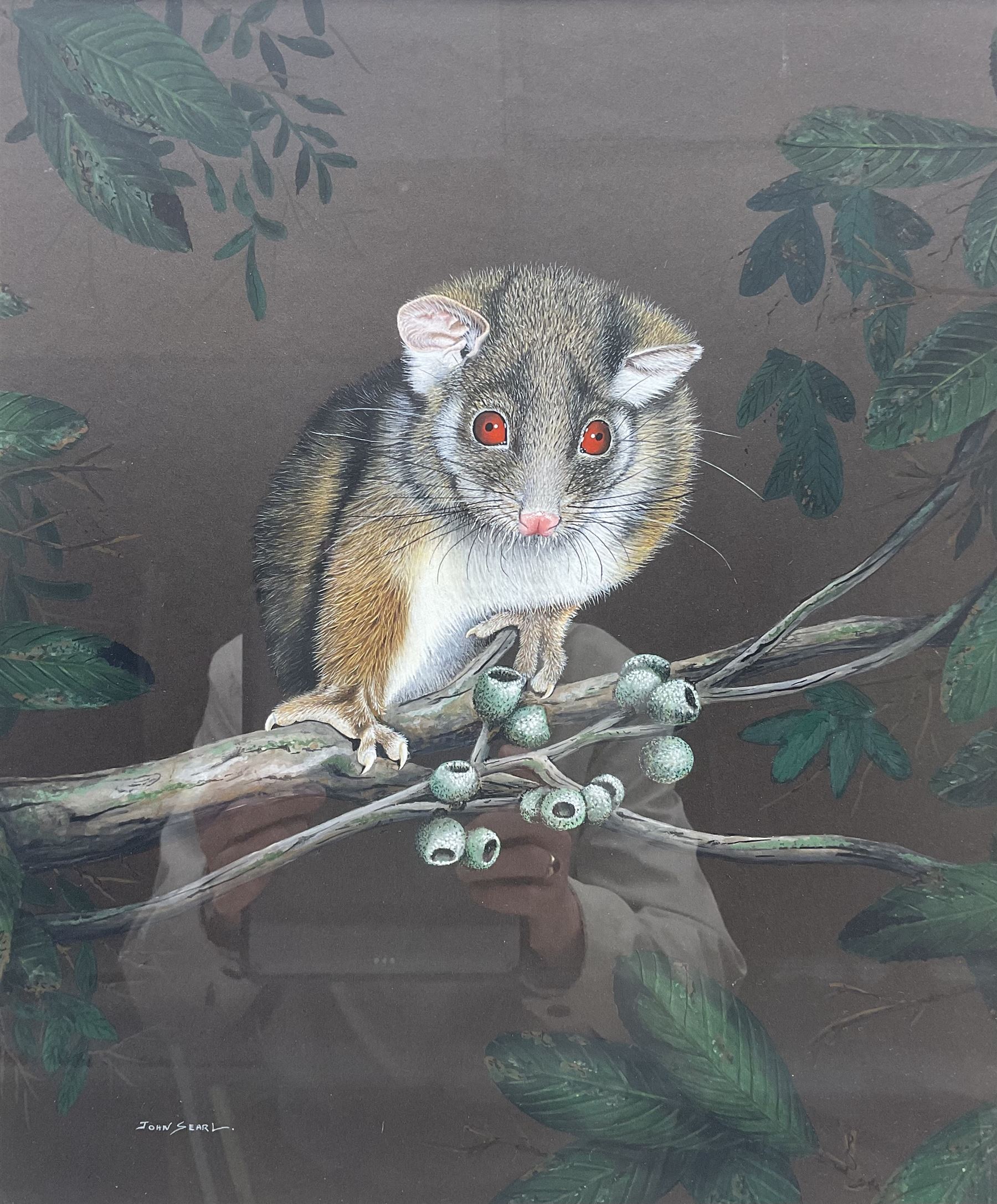 John Searl (British Contemporary): Opossum, gouache signed 32cm x 39cm