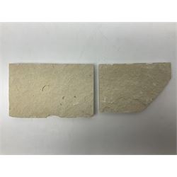 Three fossilised fish (Knightia alta) two in a single matrix, the other in an individual maxtrix, age; Eocene period, location; Green River Formation, Wyoming, USA, largest matrix H9cm, L15cm