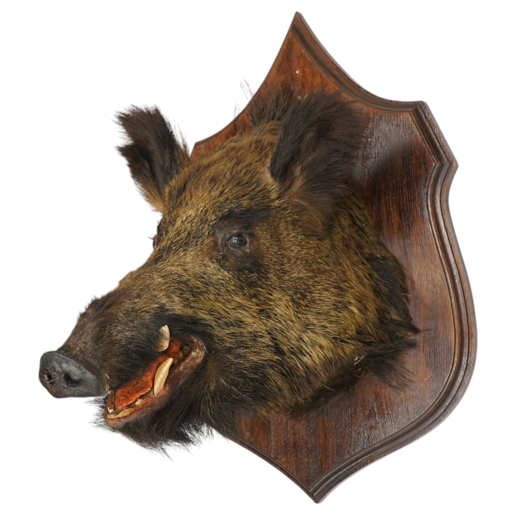 Taxidermy - Adult European wild boar head (Sus Scrofa) on wooden wall shield H72cm x W43cm x D53cm