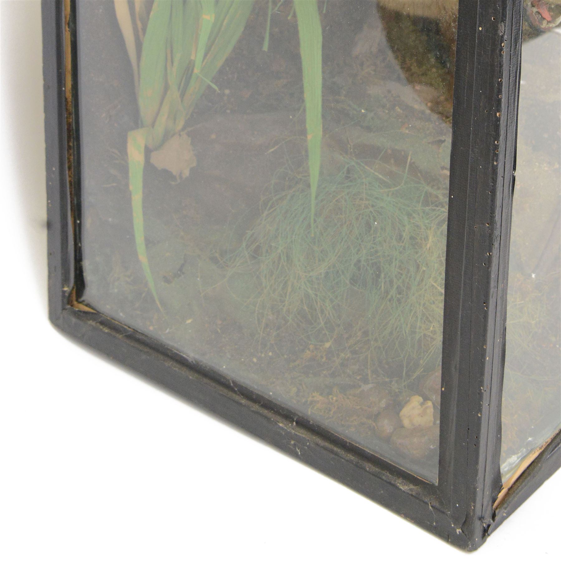 Taxidermy: late Victorian cased European Otter (Lutra lutra), full adult amount with head turning to the front with mouth open faux rock, upon soil covered groundwork, set against a pale blue painted back drop, enclosed within an ebonised three pane glass case, 