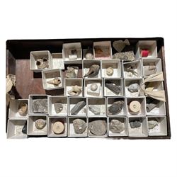 19th century box holding a collection of British Fossils, with makers label to the lid 'Collection of British Fossils to illustrate the textbooks and manuals of geology by Lyell, Page, Green & C, Arranged stratigraphically by James R. Gregory & Co mineralogisits .....', all samples numbered with and scribed name labels    
