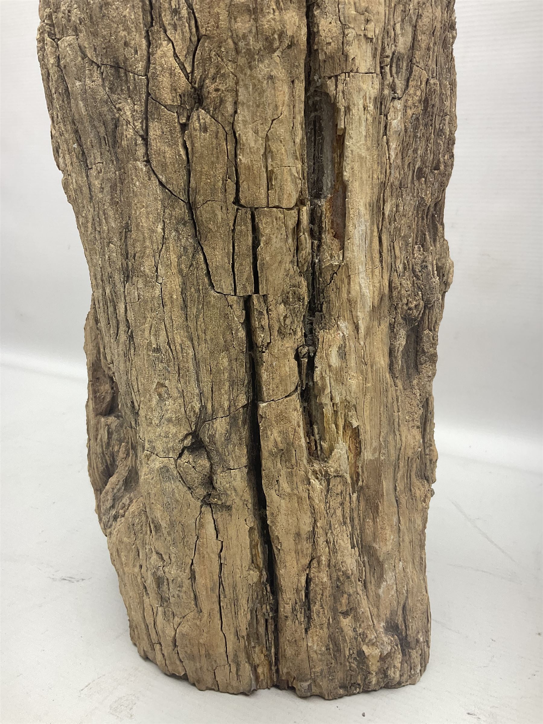 Petrified wood tree trunk/ branch, sliced in cross-section and polished to one side to reveal an array of colours, with textured edge, H40cm, D17cm