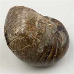 Two polished goniatites, age Devonian period, location Morocco and one polished Nautilus, age Devonian period, location Madagascar, largest D10cm  