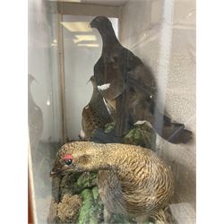 Taxidermy: Cased bird diorama, pair of Red Grouse (Lagopus Lagopus Scotica) and Black Grouse (Lyrurus tetrix), all full adult mount, with enclosed within a large three panel glass display case, H70cm, L80cm