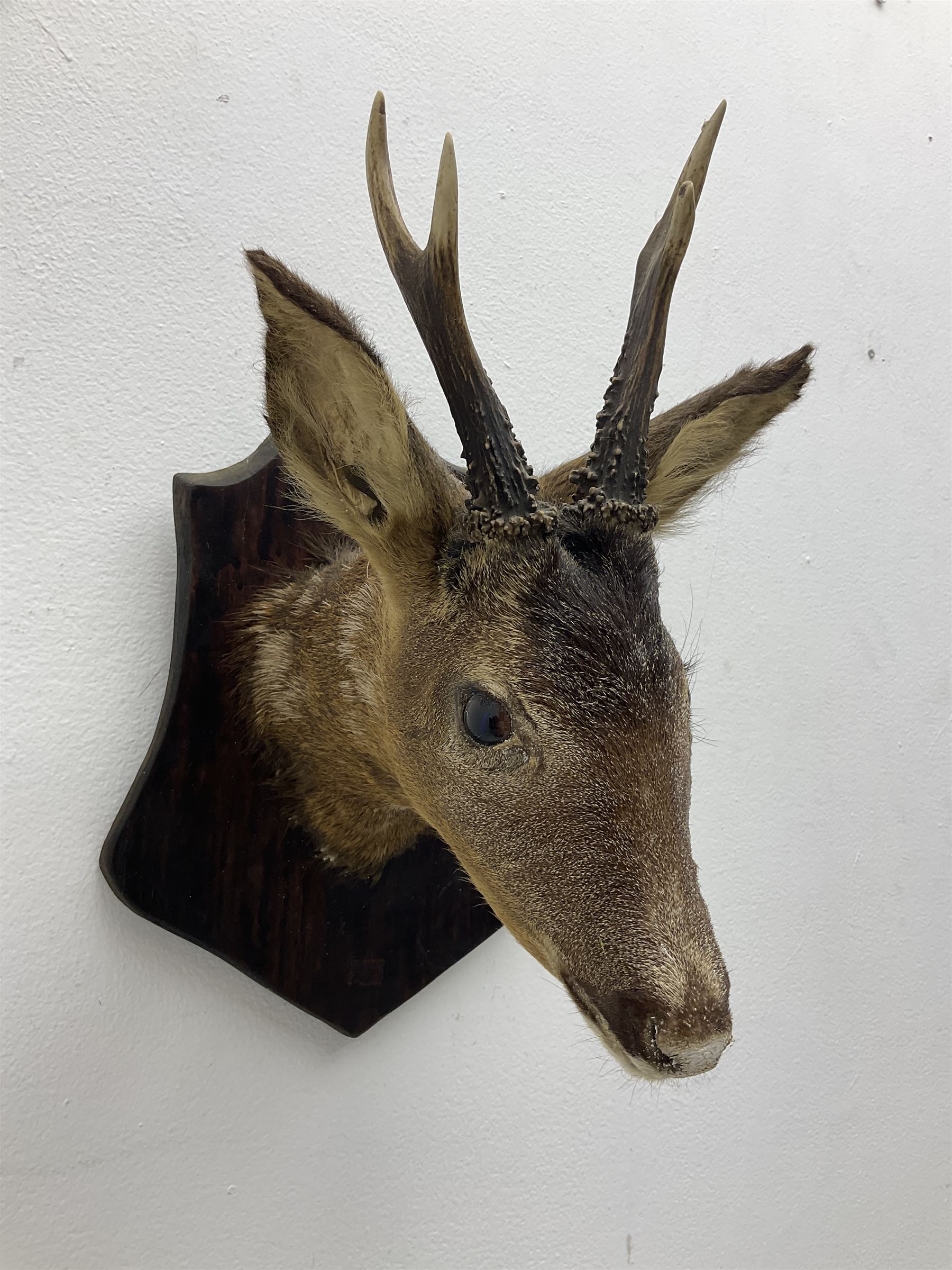 Taxidermy; Roe Deer (Capreolus capreolus), adult Roebuck neck mount looking straight ahead, mounted upon an oak shaped shield, together with a pair of Roe Deer antlers, with partial skull