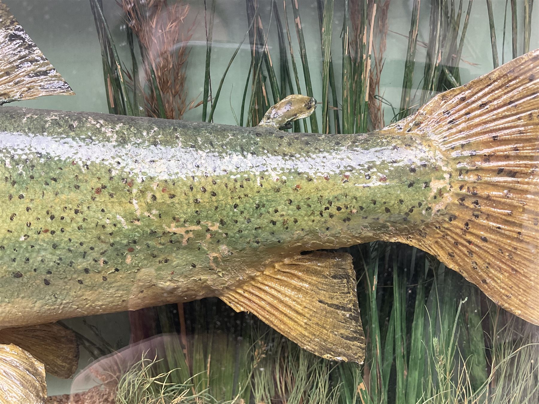 Taxidermy: Brown trout (Salmo trutta), skin mount set above a pebbled river bed with reeds and ferns, against blue painted back drop, enclosed within an ebonised bow-front display case, with 'Costa Beck May 27th 1911, Weight 2 1/2lbs', inscribed to the glass, H34cm, L58cm 