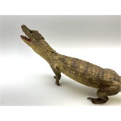 Taxidermy: Spectacled Caiman (Caiman crocodilus), H16cm, L64cm.