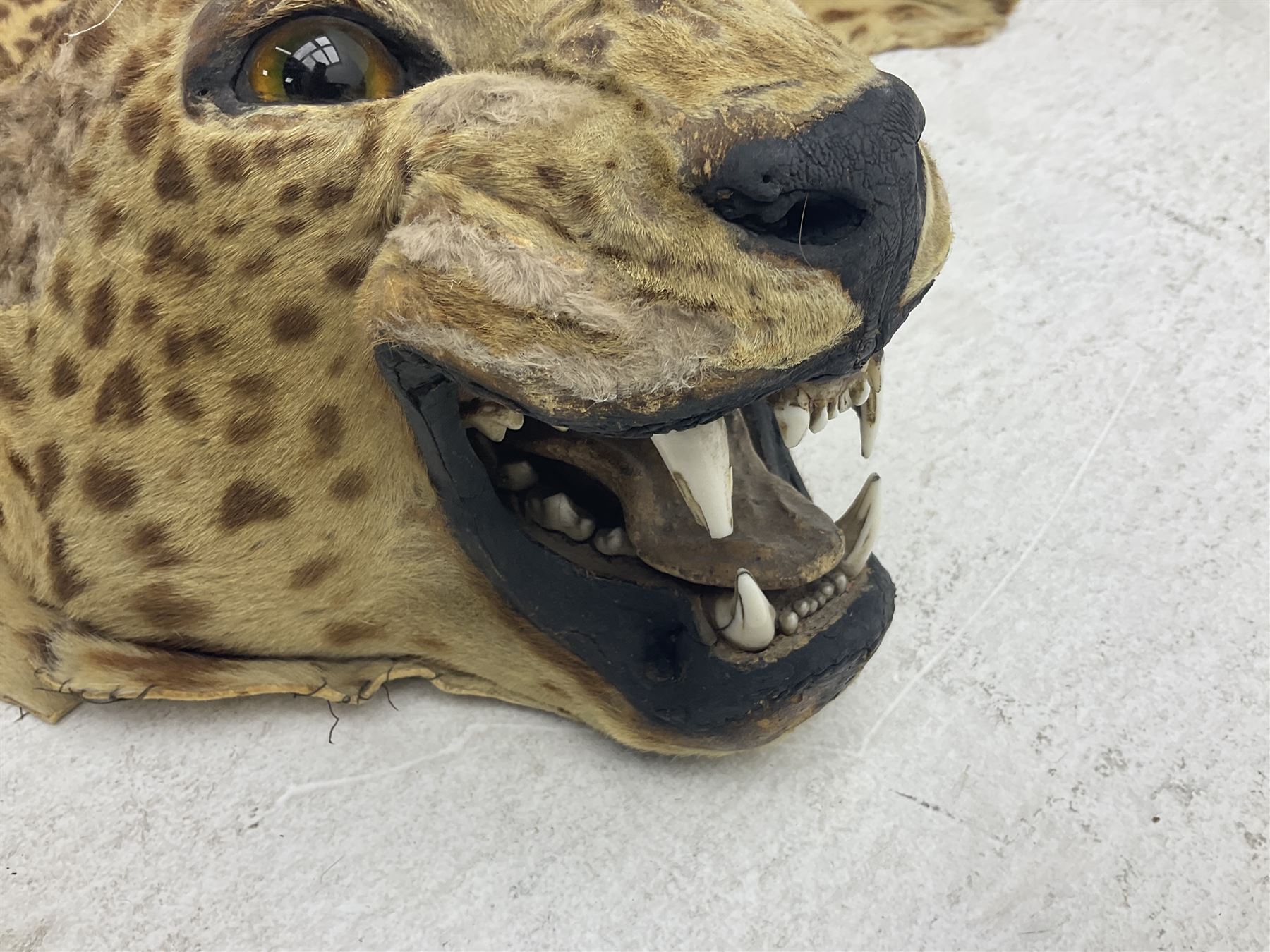 Taxidermy: Early 20th century Indian leopard (Panthera pardus fusca), adult skin rug with head mount, mouth agape, with limbs outstretched, nose to tail L156cm