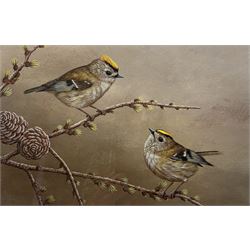 Robert E Fuller (British 1972-): 'Goldcrest on Larch', limited edition colour print signed and numbered 229/850 in pencil 15cm x 23cm