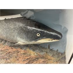 Taxidermy: Large Scottish Salmon (Salmo salar), circa 1885, set above a pebbled river bed with reeds and ferns, against blue painted back drop, enclosed within an ebonised bow-front display case, with paper label verso 'Cased by P.D Malloch, Male salmon 52lbs from the Tay June 1907 first return from the sea, in page 123 Book Life History & Habits of the Salmon Sea Trout & Other Freshwater Fish by P D Malloch 1912, Researched by Fred Buller', L140cm H49cm D33cm
