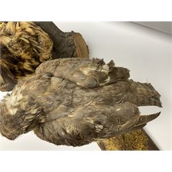 Taxidermy: Long-eared Owl (Asio otus), full adult mount upon a cut tree branch, together with European Sparrowhawk (Accipiter nisus), full adult mount, upon a branch in a naturalistic setting, owl H36cm 