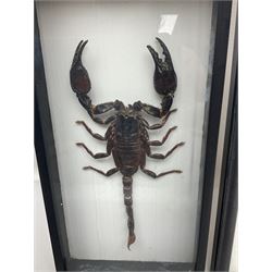 Entomology: Framed set of three specimens comprising two Giant Forest Scorpions (palamnaeus fulvipes) and a Tarantula (eurypeima spinicrus), together with another framed Giant Forest Scorpions (palamnaeus fulvipes)