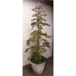  Large fir shrub in composite stone crisscross planter, H244cm  