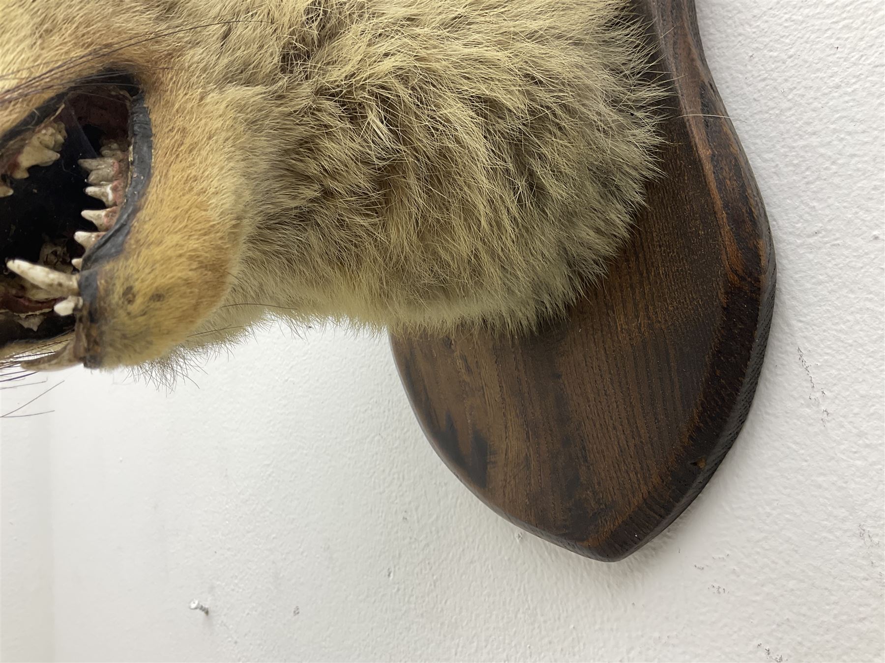Taxidermy; Red fox mask (Vulpes vulpes), an adult head mount looking straight ahead, with mouth open bearing teeth, mounted upon a oak shield, H30cm 