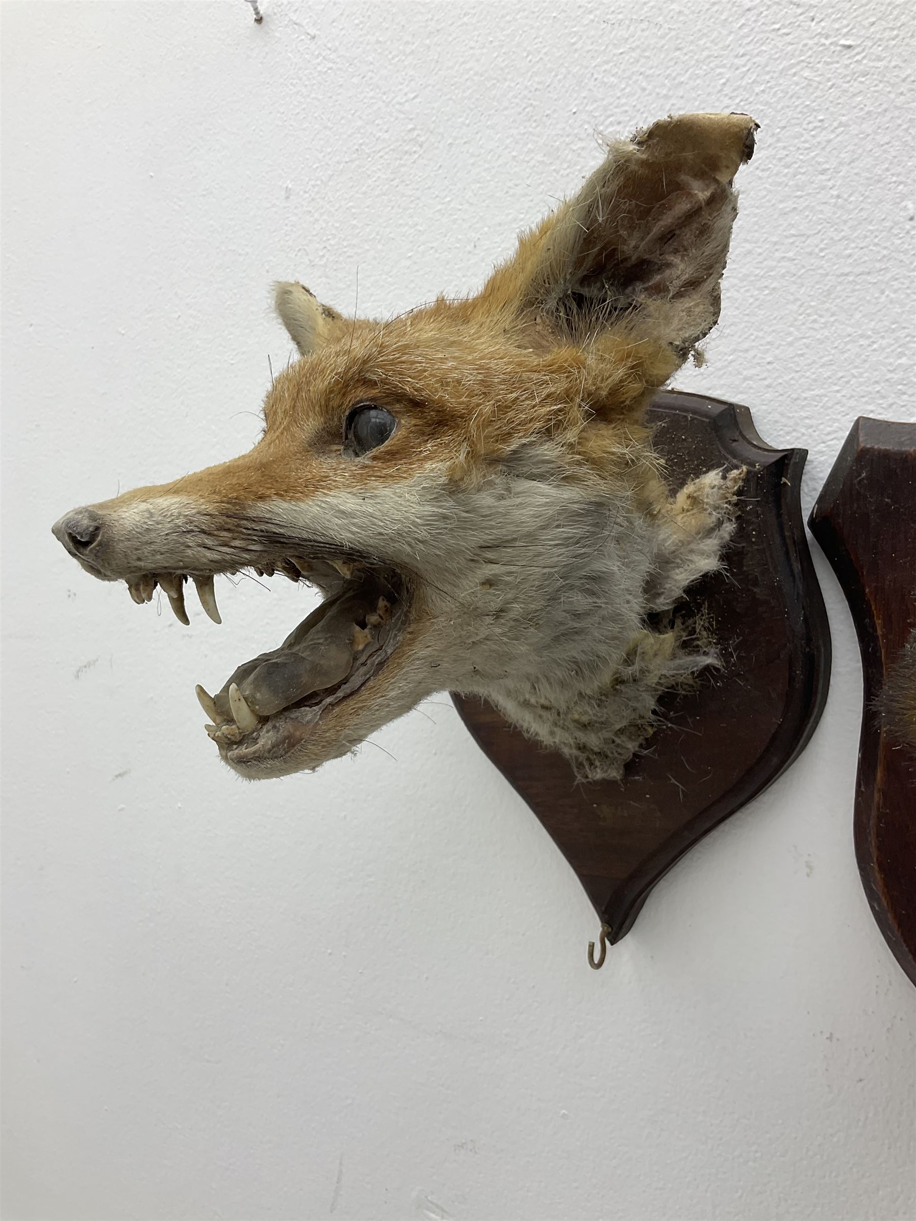 Taxidermy: Red fox masks (vulpes vulpes), the first example an unusual dark coloured adult head looking straight ahead, the second mount turning to the right with mouth agape bearing teeth, both on wooden shields 