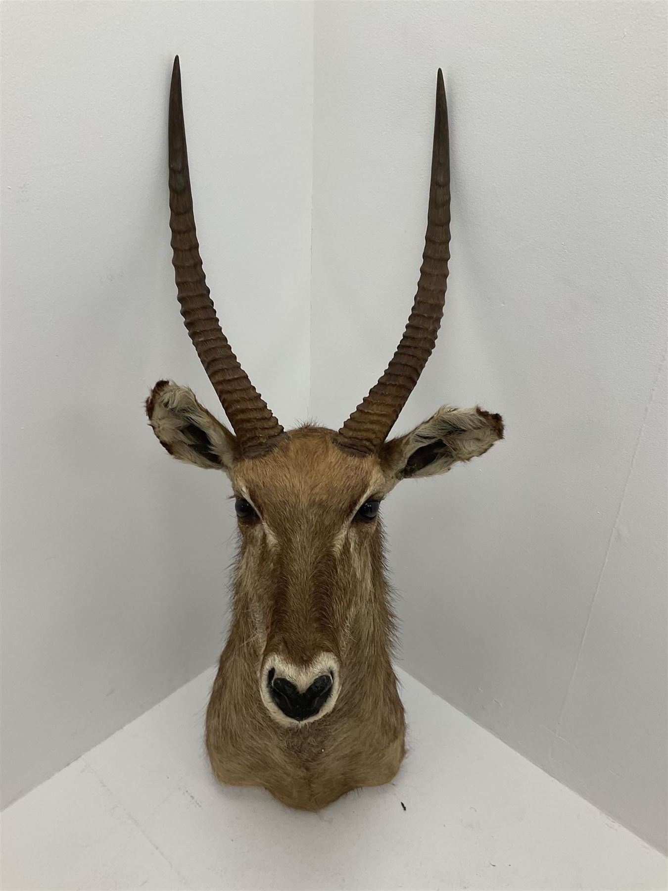Taxidermy: East African Ellipsen Waterbuck (Kobus ellipsiprymnus), adult male shoulder mount looking straight ahead, approximately H120cm