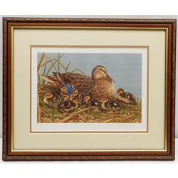 Robert E Fuller (British 1972-): Study of a Duck and Ducklings, limited edition colour print signed and numbered 46/850 in pencil 24cm x 33cm 